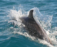 Noosa Day Tours Dolphin