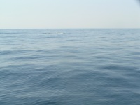 Sunshine Coast whales