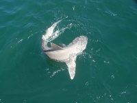 Sharky Noosas Laguna Charters Sunshine Coast Queensland Australia
