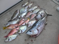 Mix of fish from Noosa