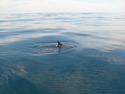 Noosa Fishing Dolphin
